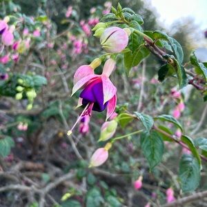 Meet your Posher, Angelina